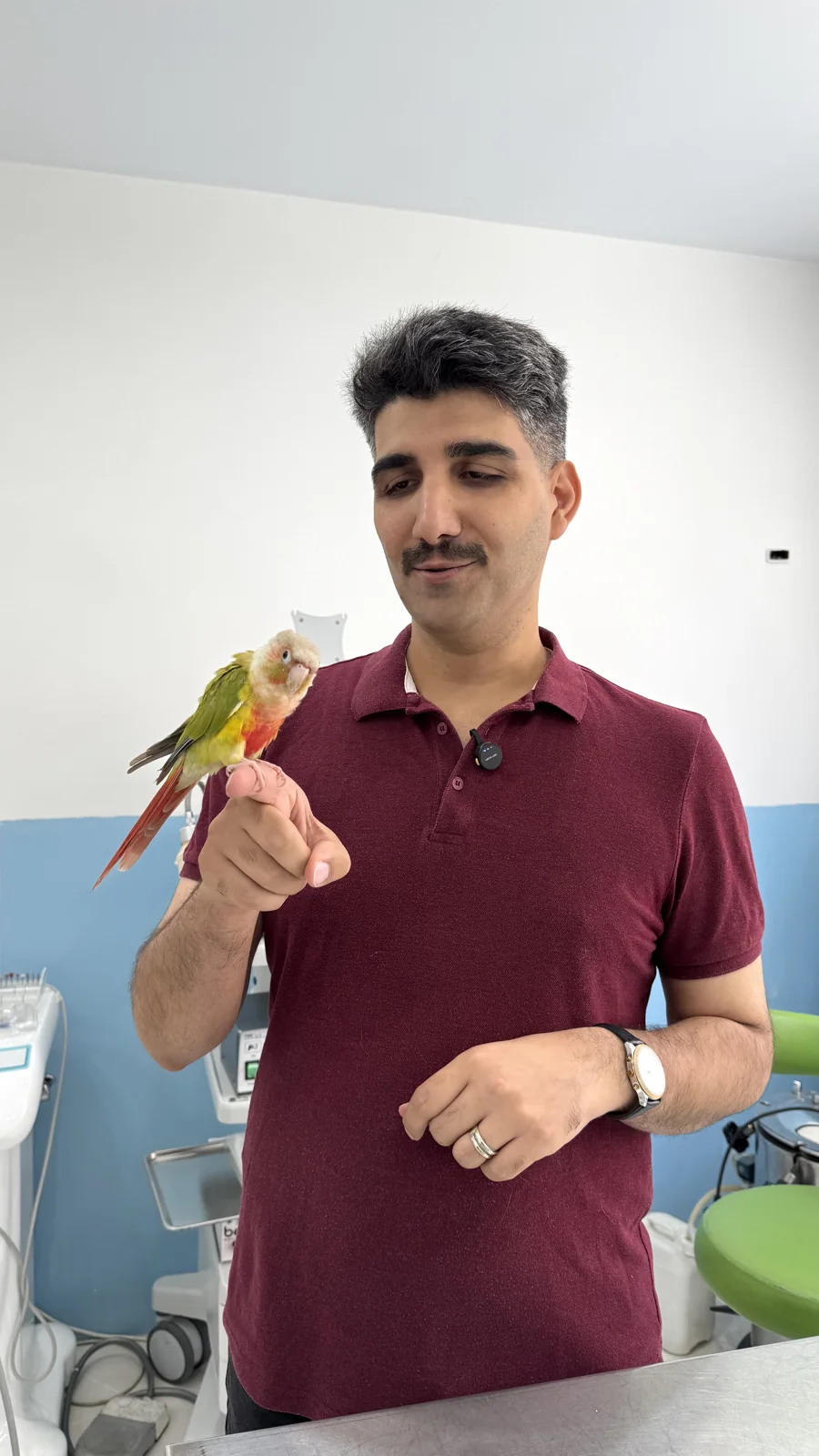 دکتر صلاح محمودی‌نژاد در کنار پرنده خانگی پس از جراحی دامپزشکی