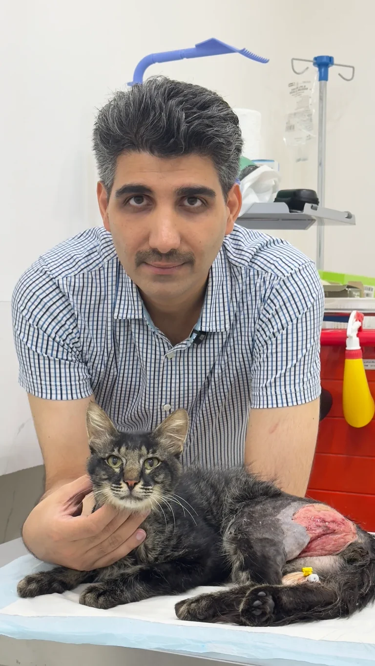 لئو، گربه مبتلا به آسیب وسیع پوست، در کنار دکتر صلاح محمودی‌نژاد پیش از جراحی بازسازی