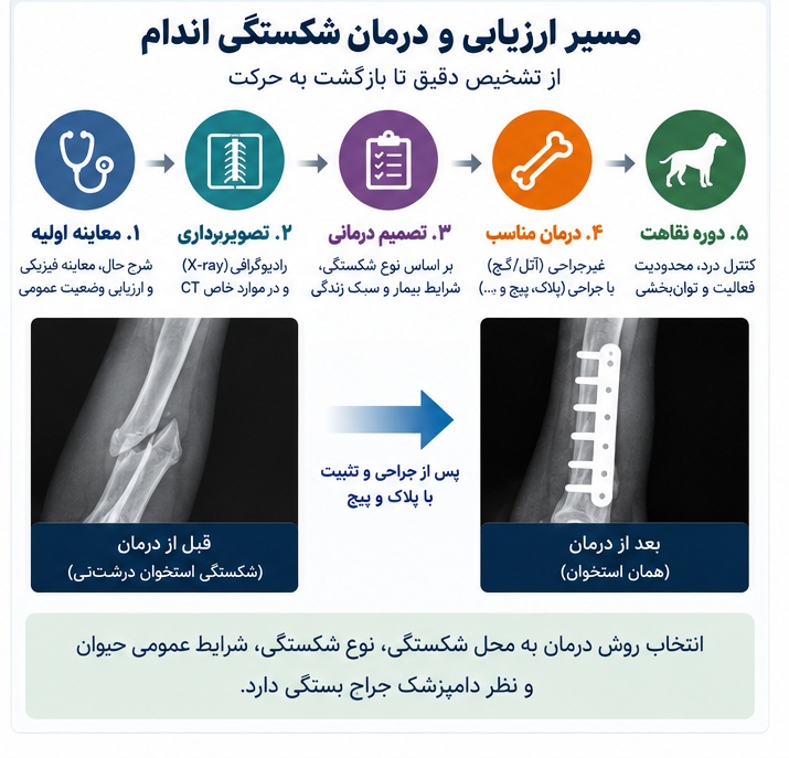 مسیر ارزیابی و انتخاب درمان شکستگی اندام در سگ و گربه