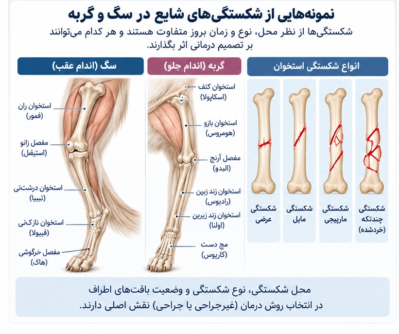 مقایسه انواع شکستگی اندام در سگ و گربه